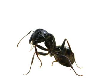 Main Ant Camponotus Pennsylvanicus