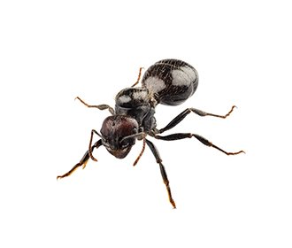 Main Black House Ant Image