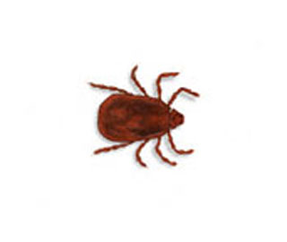 Main Brown Dog Tick