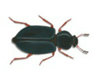 Main Copra Beetle Image