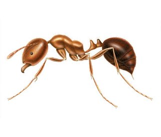 Main Fire Ant