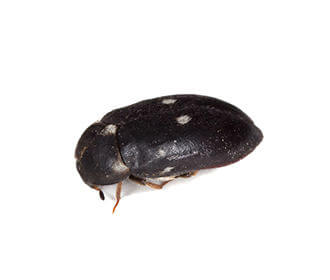 Main Fur Beetle Species Image