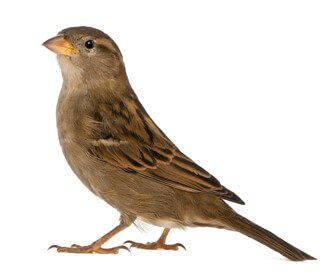 Main House Sparrow Species Image