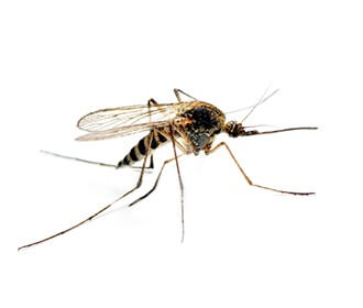 Main Mosquitoes Image