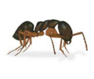 Main Odorous House Ant Image