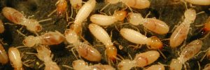 Main Termite Banner