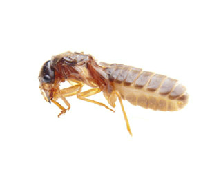 Main Termite Image